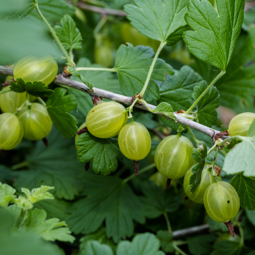 GROSEILLIER À MAQUEREAU blanc Variante Bio