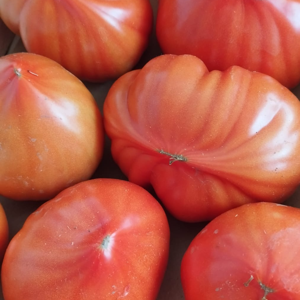 Tomate Ancienne Coeur de Boeuf (population) - 500g