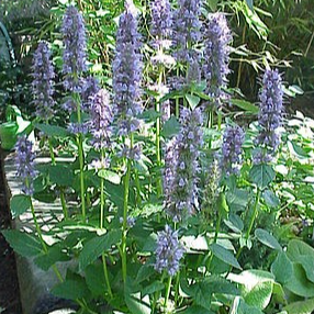 Agastache anisée en godet 9 cm
