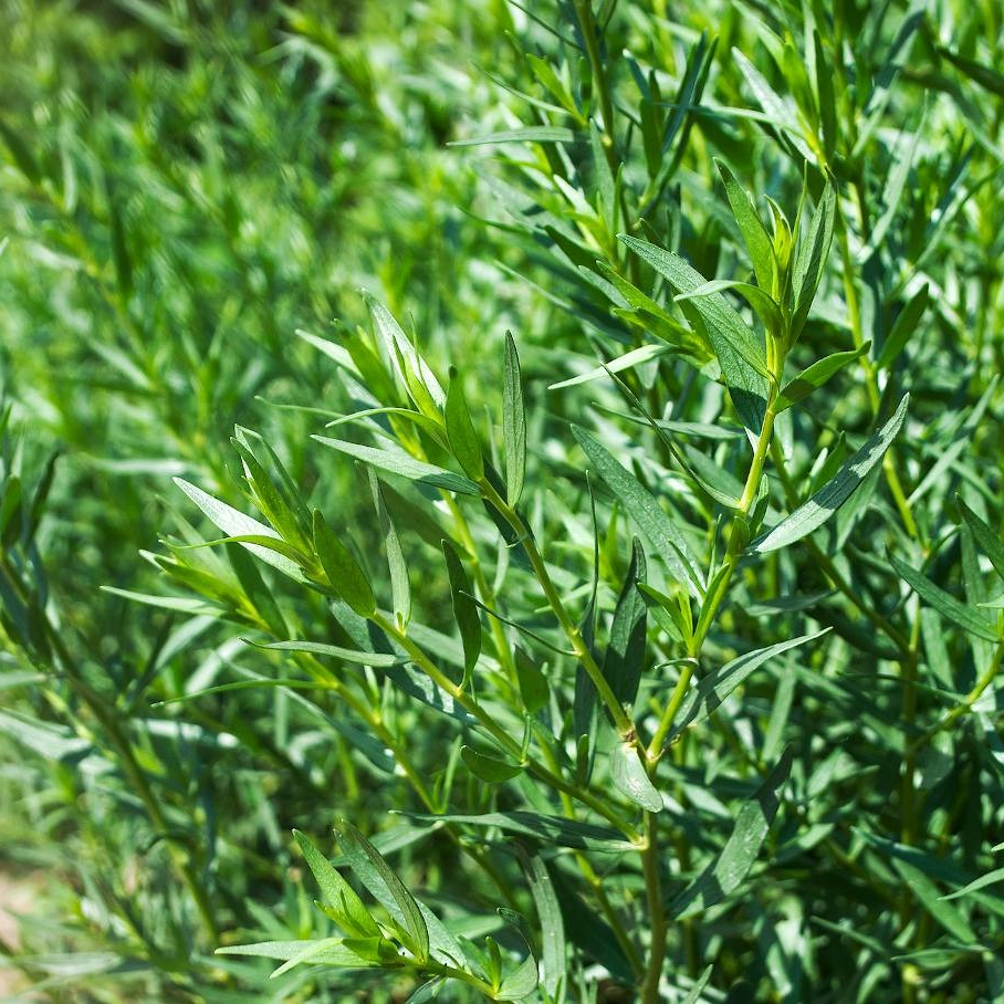 Estragon français en pot 10,5 cm