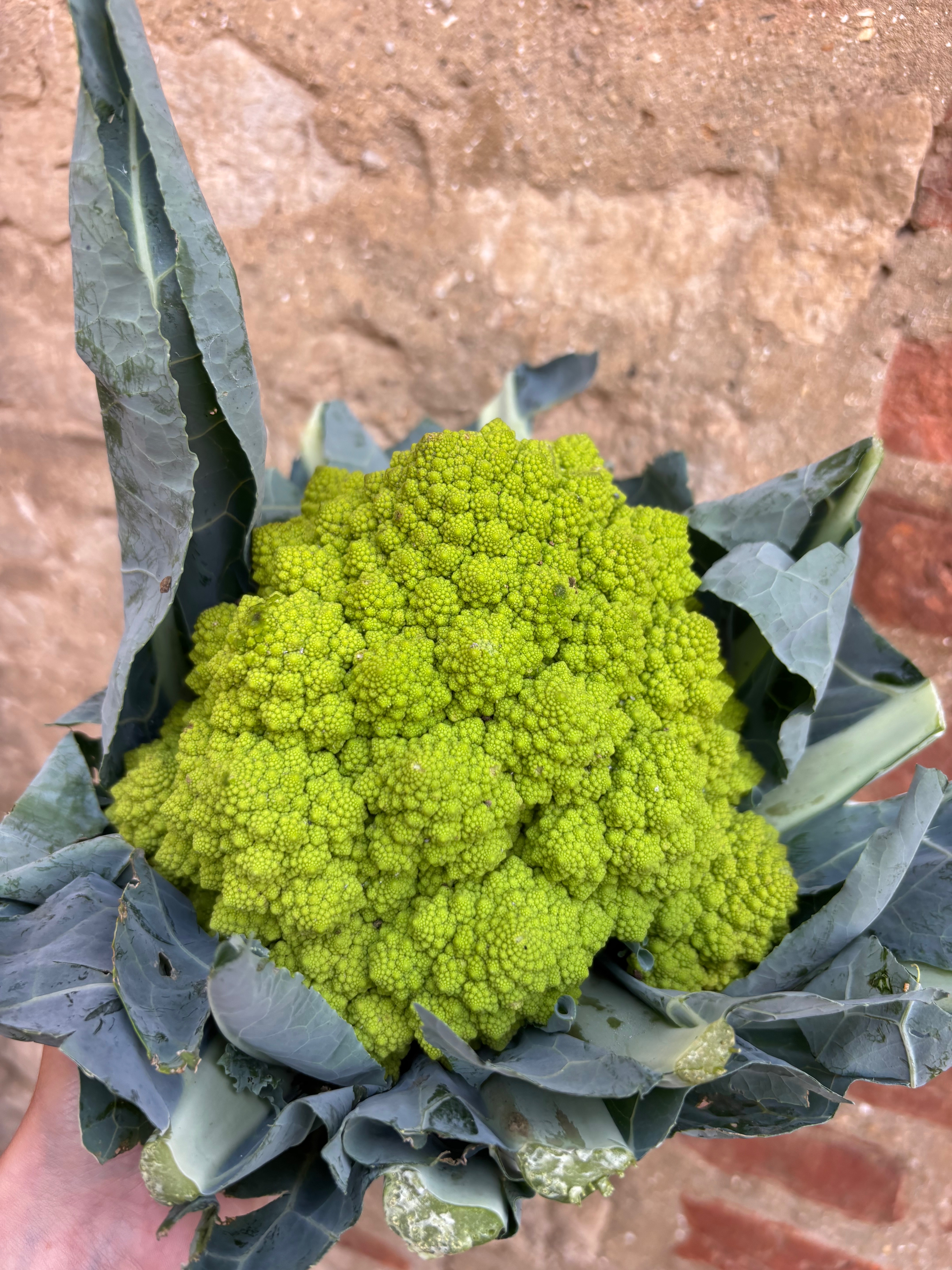 Chou Romanesco