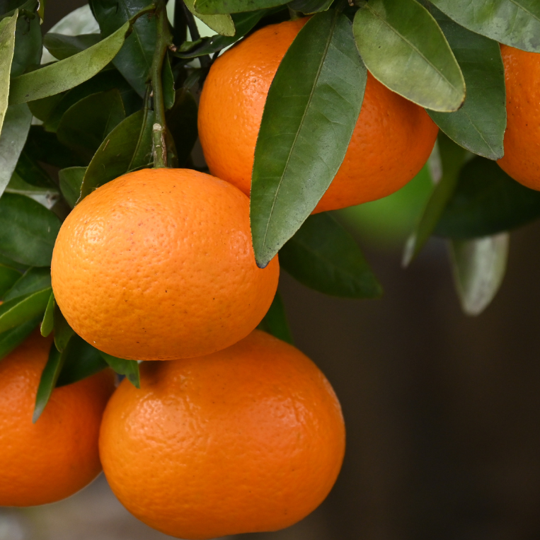 Clémentinier Clemenules - 3l