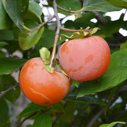 Kaki (Diospyros kaki) 'Jiro'