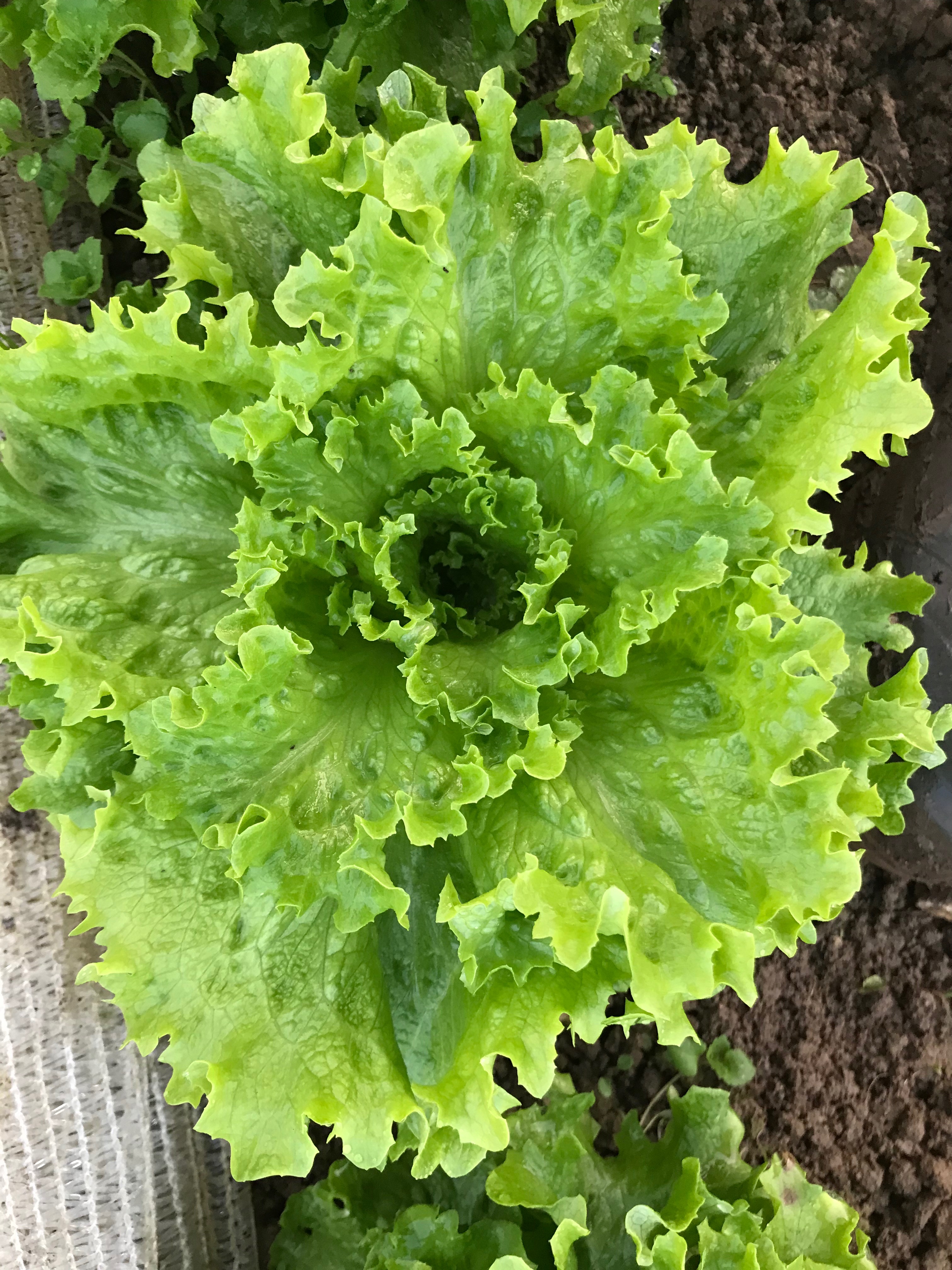 Salade Batavia