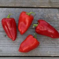 Plant POIVRON caviar calabrais rouge