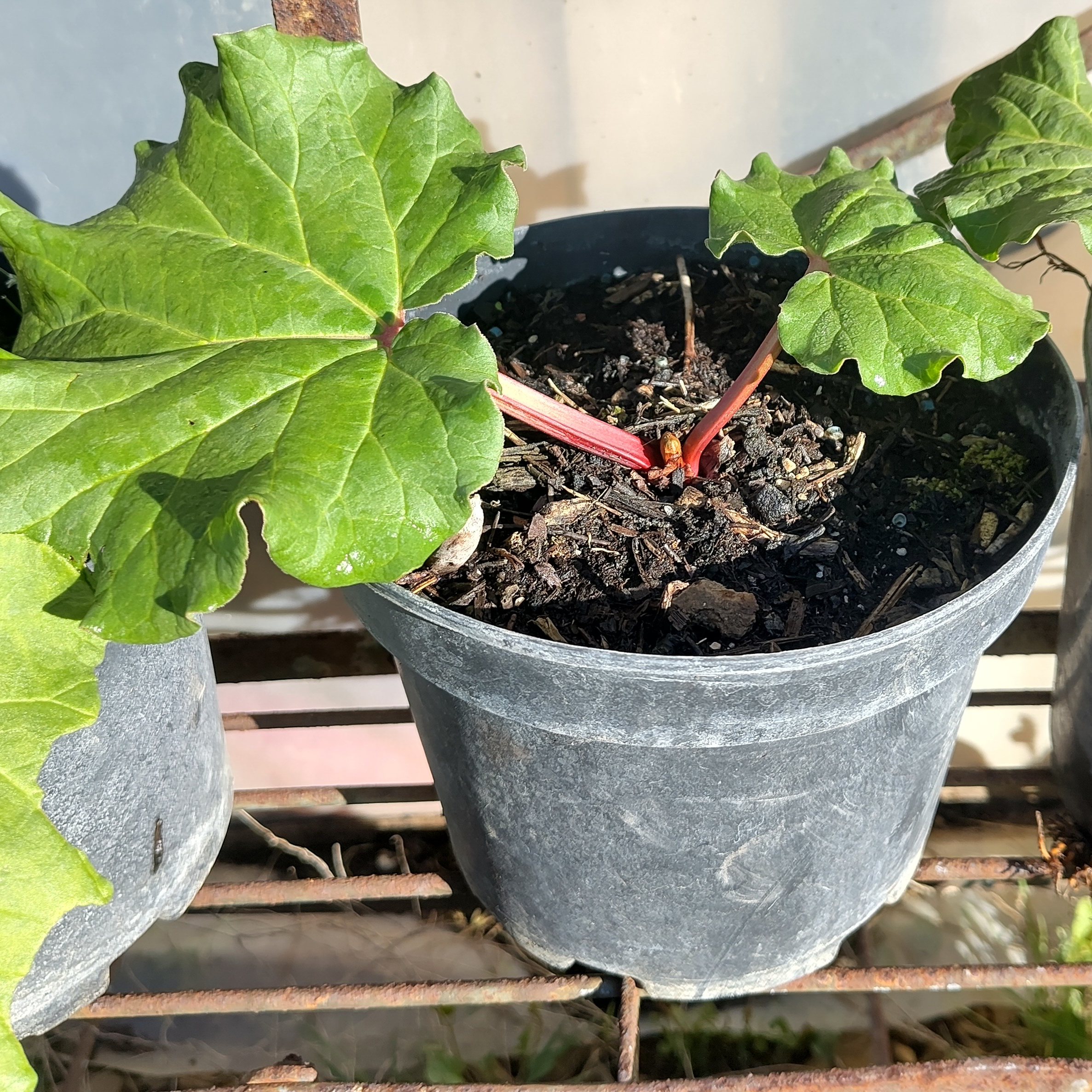 Plant de rhubarbe bio