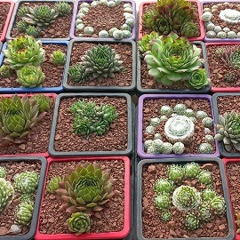 Joubarbes variées en godet 8 cm