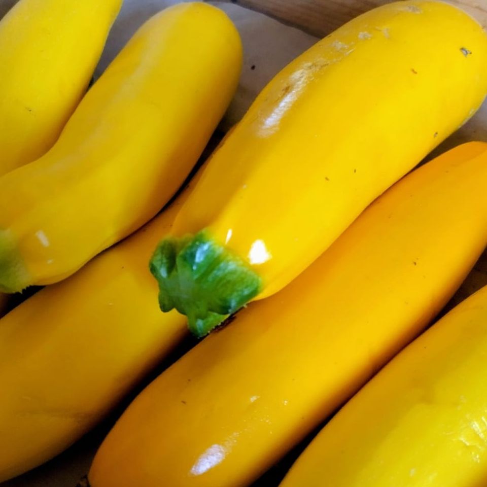 Courgette jaune 14-21 cm