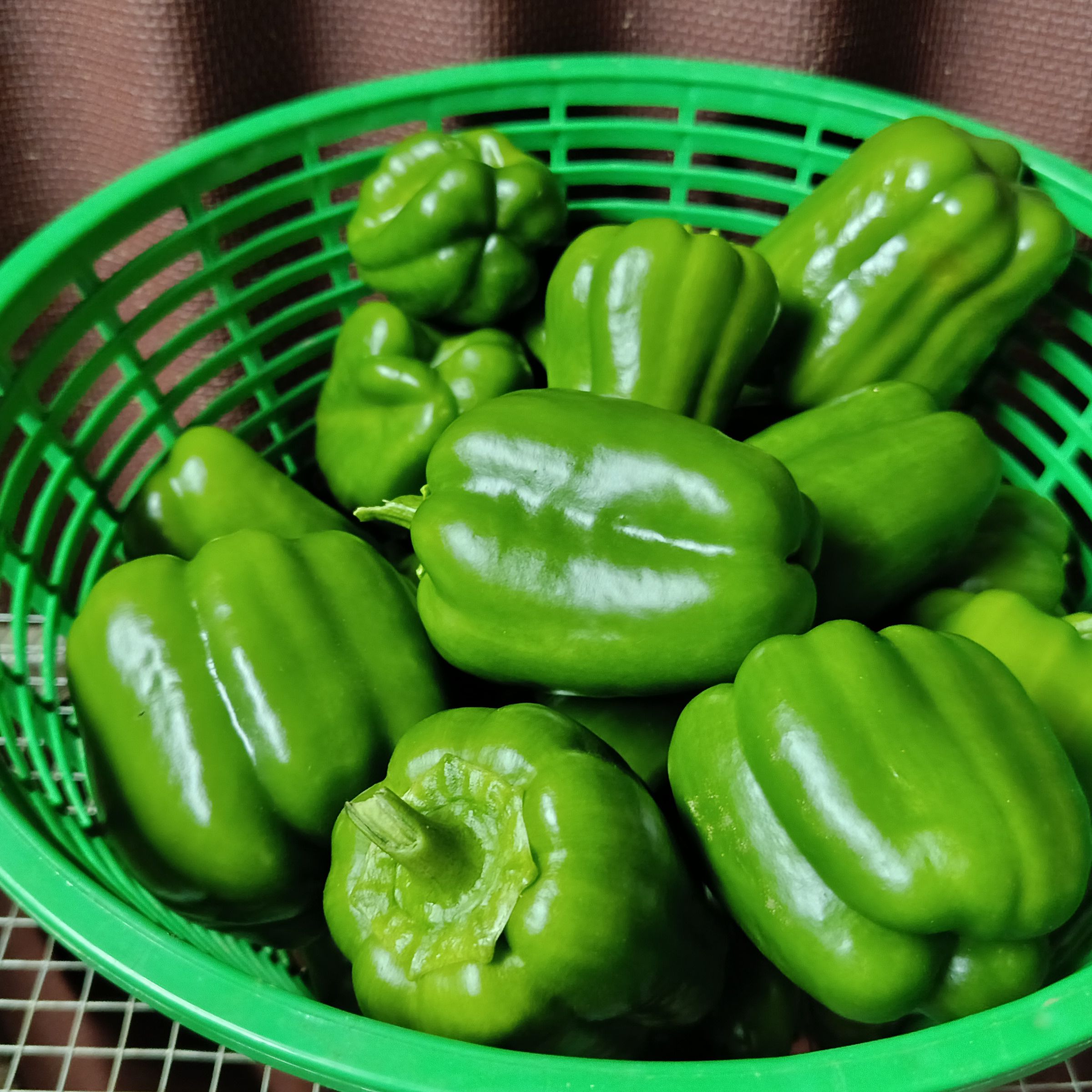 Petit poivron vert