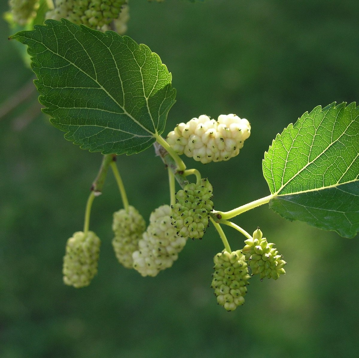 Mûrier Blanc Racines nues