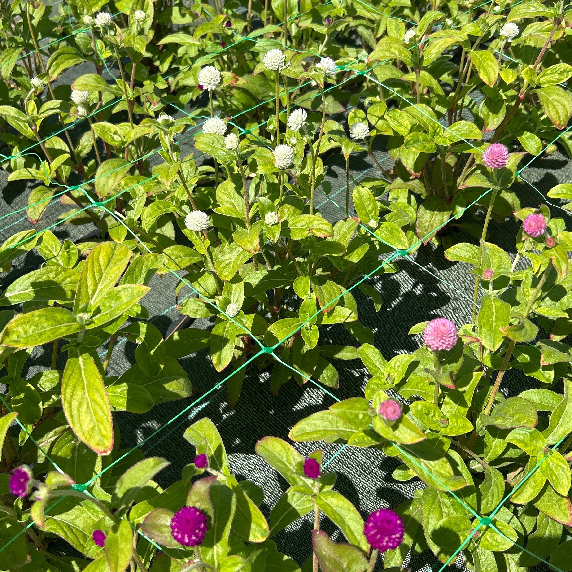 Gomphrena mix (40cm)