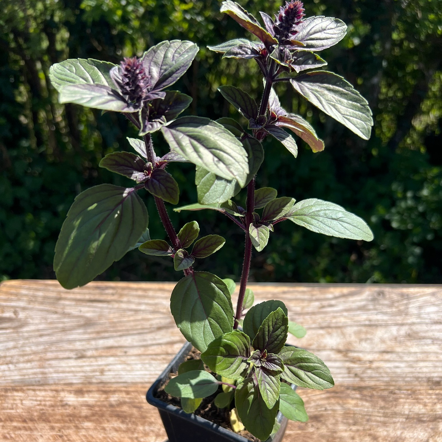 Plant Basilic Magic Mountain Bio - 650g