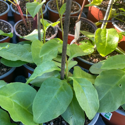 LIANE DE MADÈRE Bio