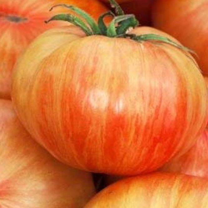 Plant tomate copia (orange)