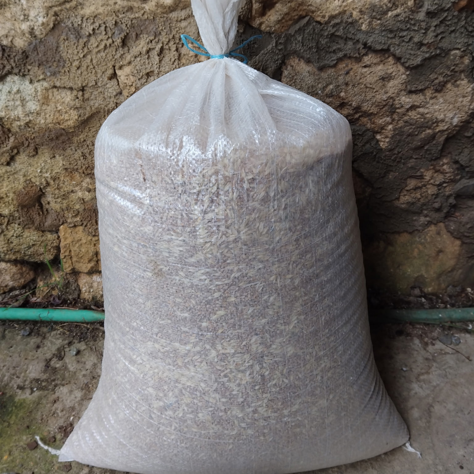 Sac de blé - 25kg
