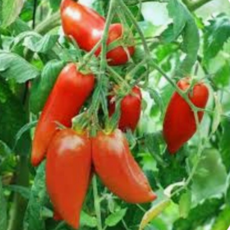 Tomates 1kg 🍅