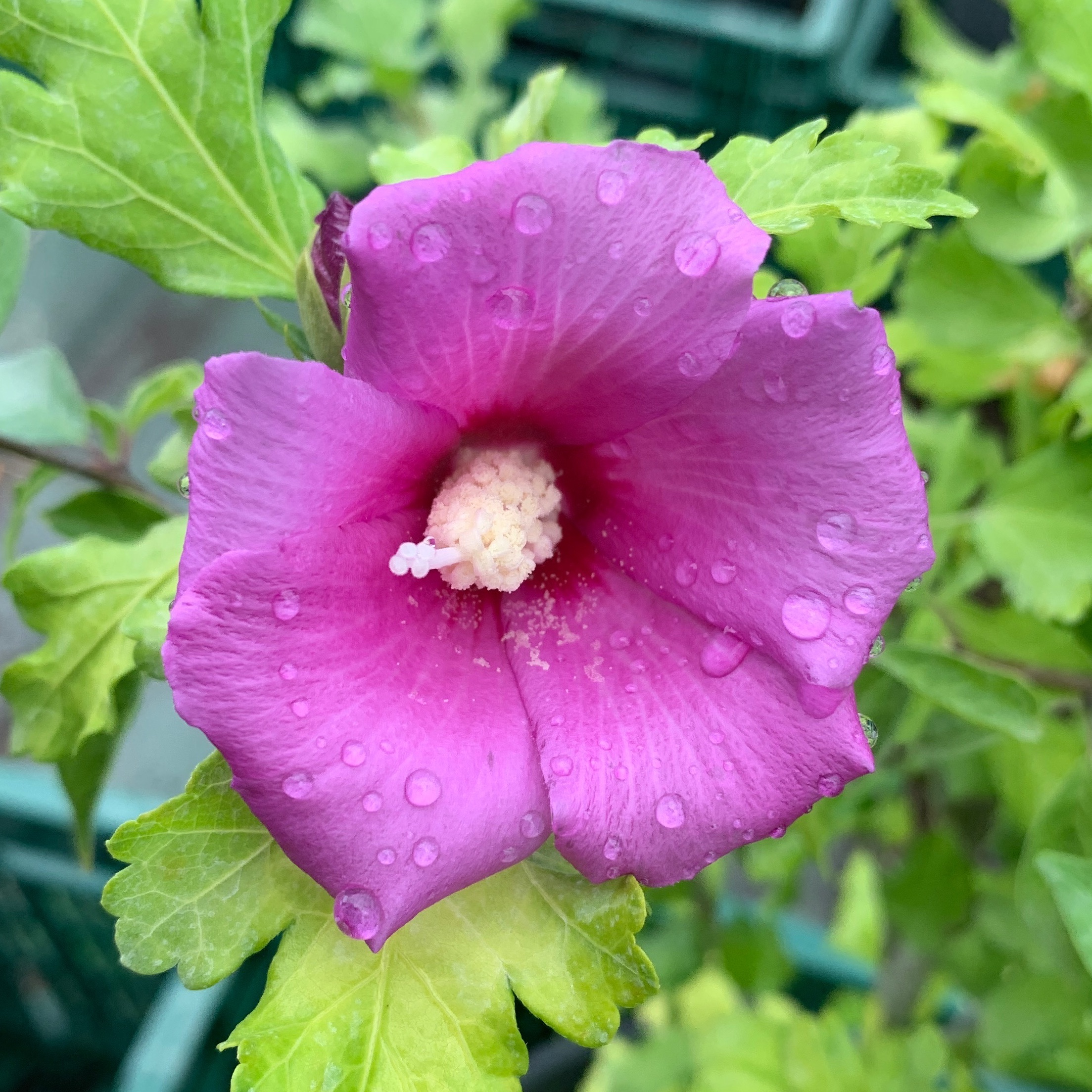 Hibiscus / Mauve en arbre