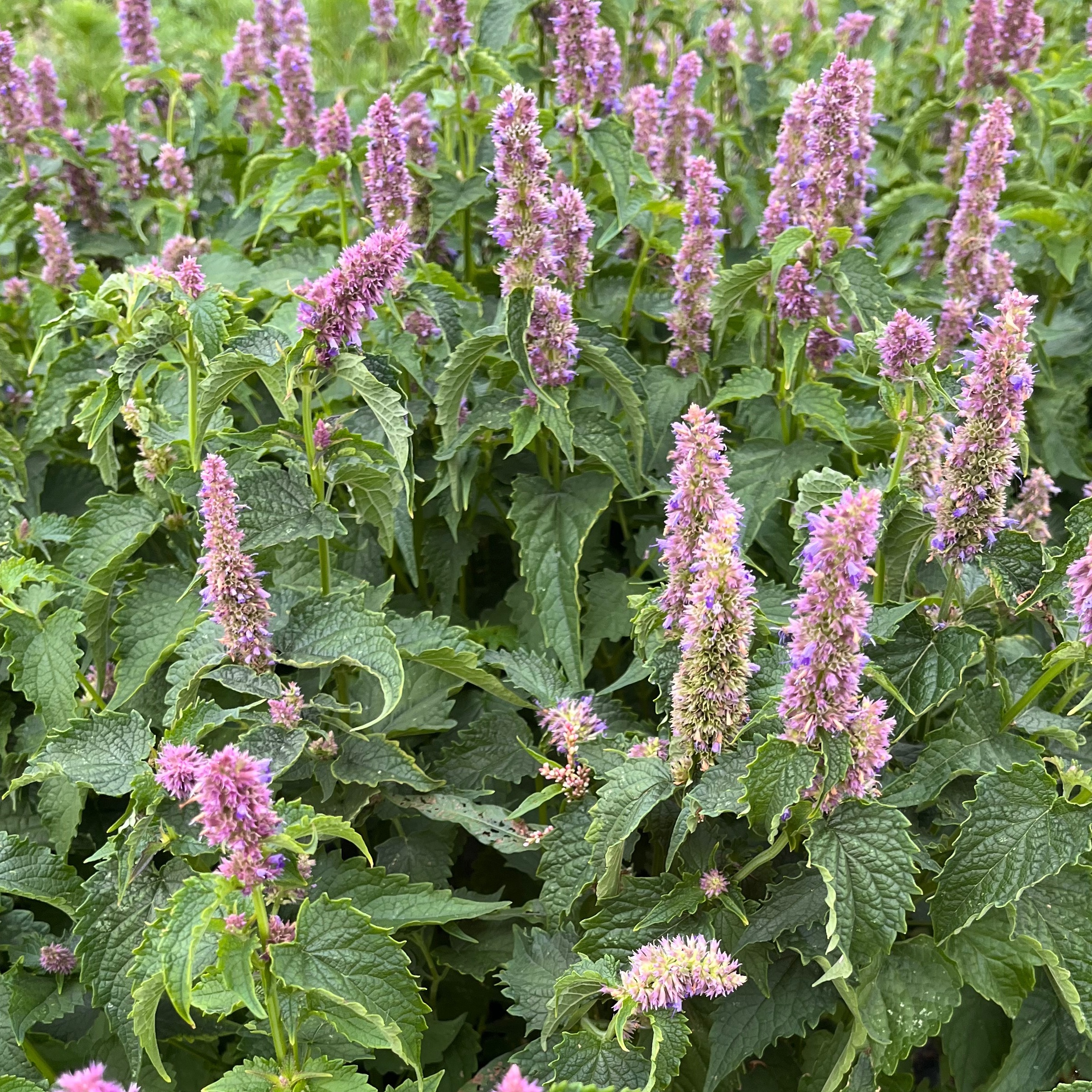 AGASTACHE ANISÉE
