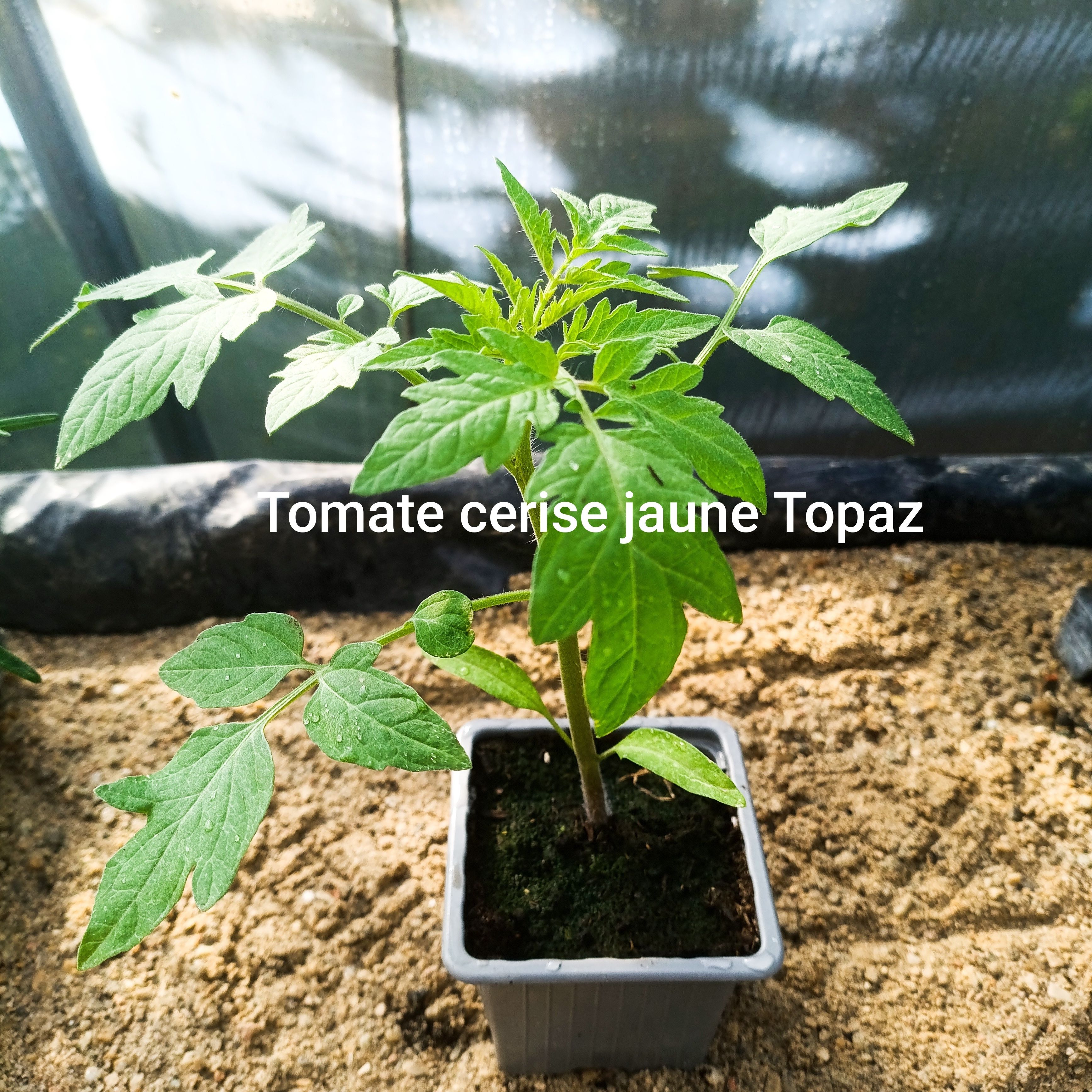 Plant tomate - cerise jaune topaz