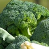 CHOU BROCOLI