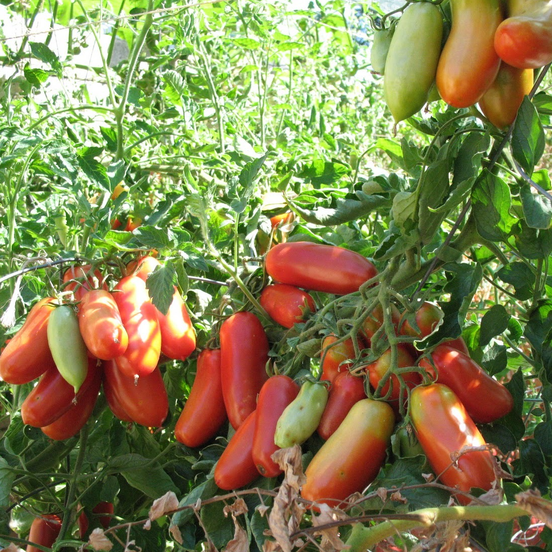 Plant de Tomate allongée type coulis (roma, andine, san Marzano)
