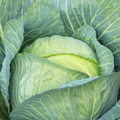 Chou blanc - 1 pièce