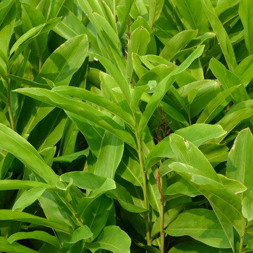 GINGEMBRE THAI - GALANGA Bio