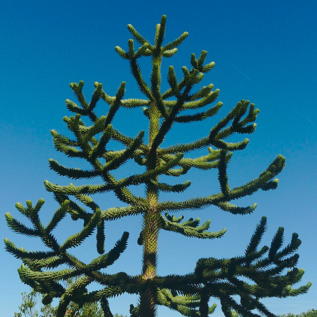 Désespoir du singe - pot 2,5L