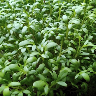 Micropousses Cresson - 250g