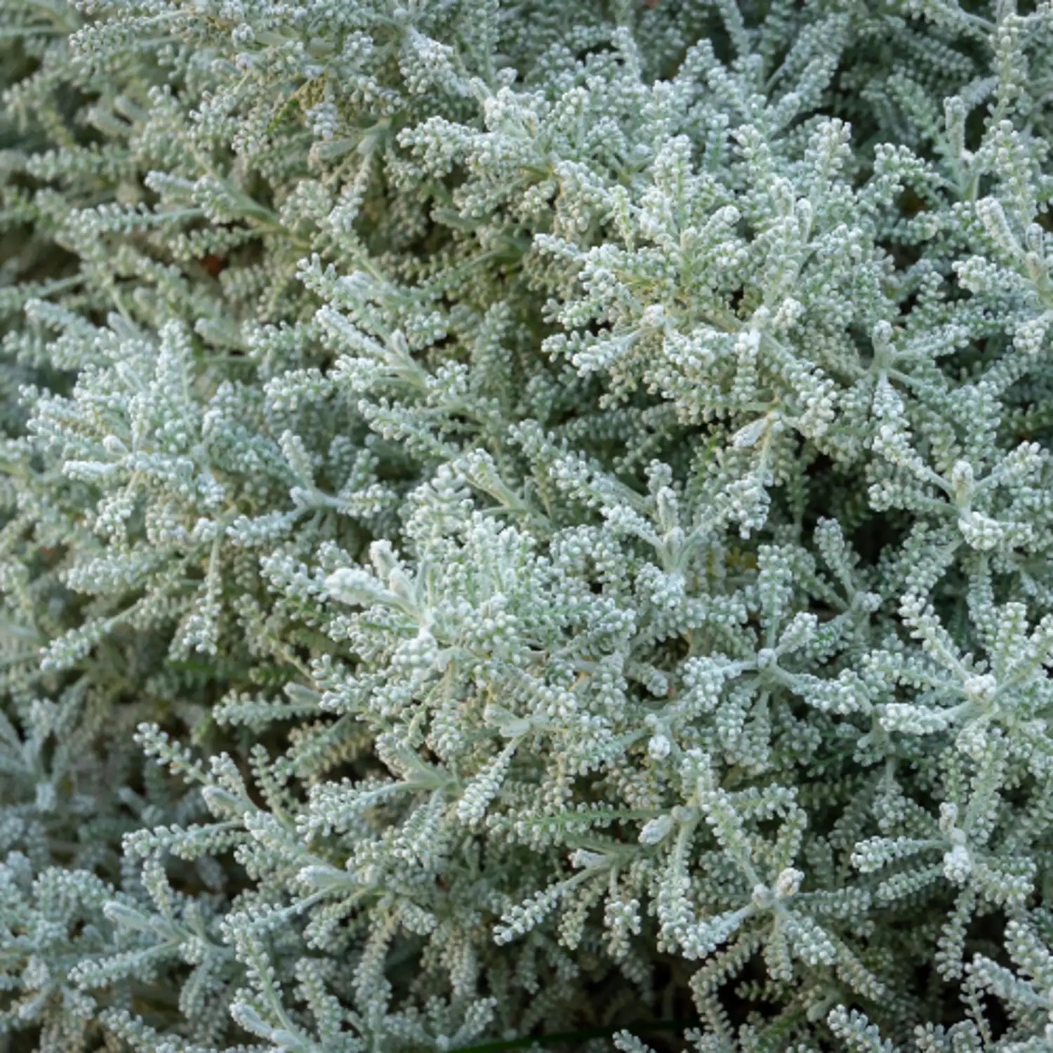 SANTOLINE LINDAVICA Bio