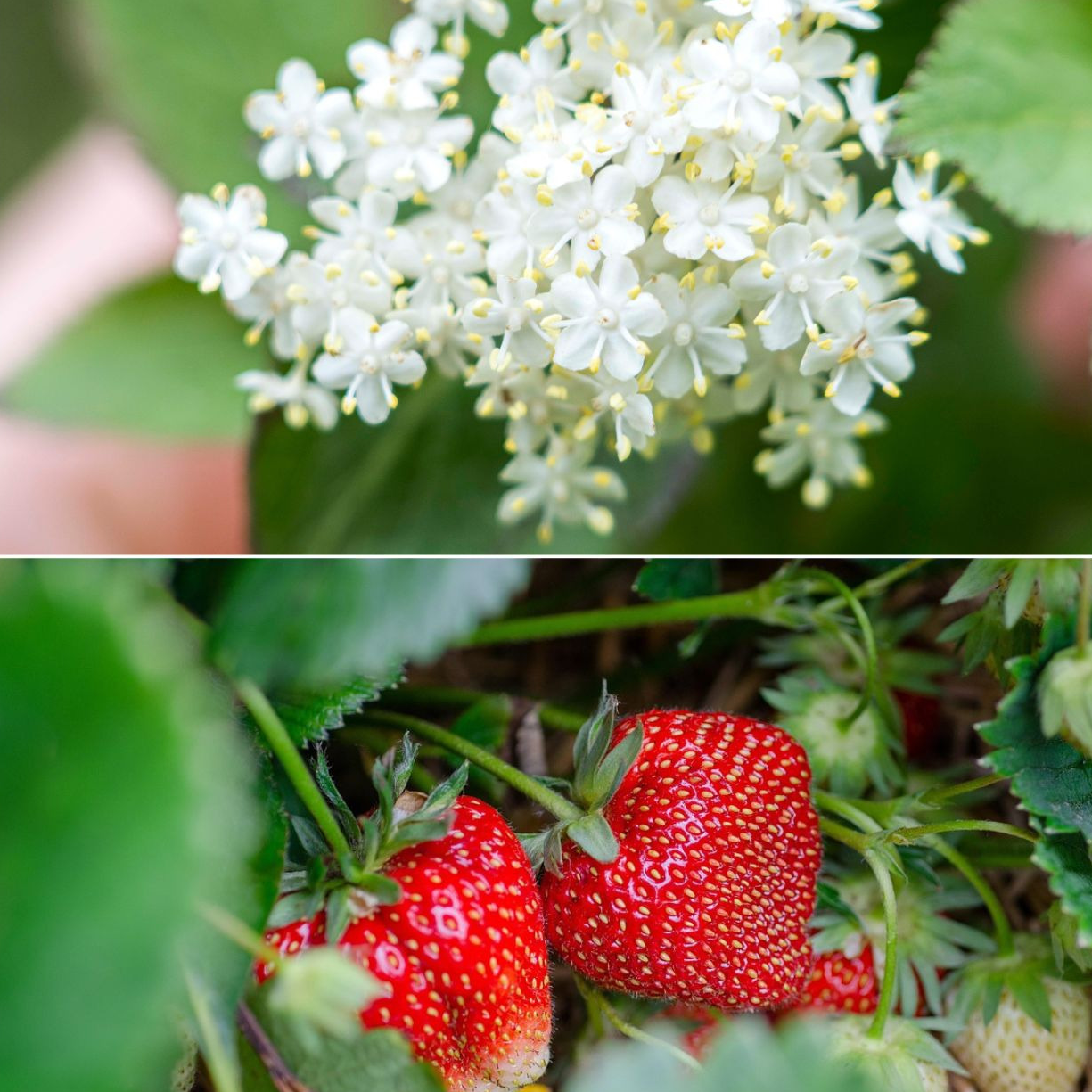 Crème glacée Fleur de sureau et coulis de fraise