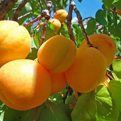 Abricotier 'Canino' - racines nues 1,5m