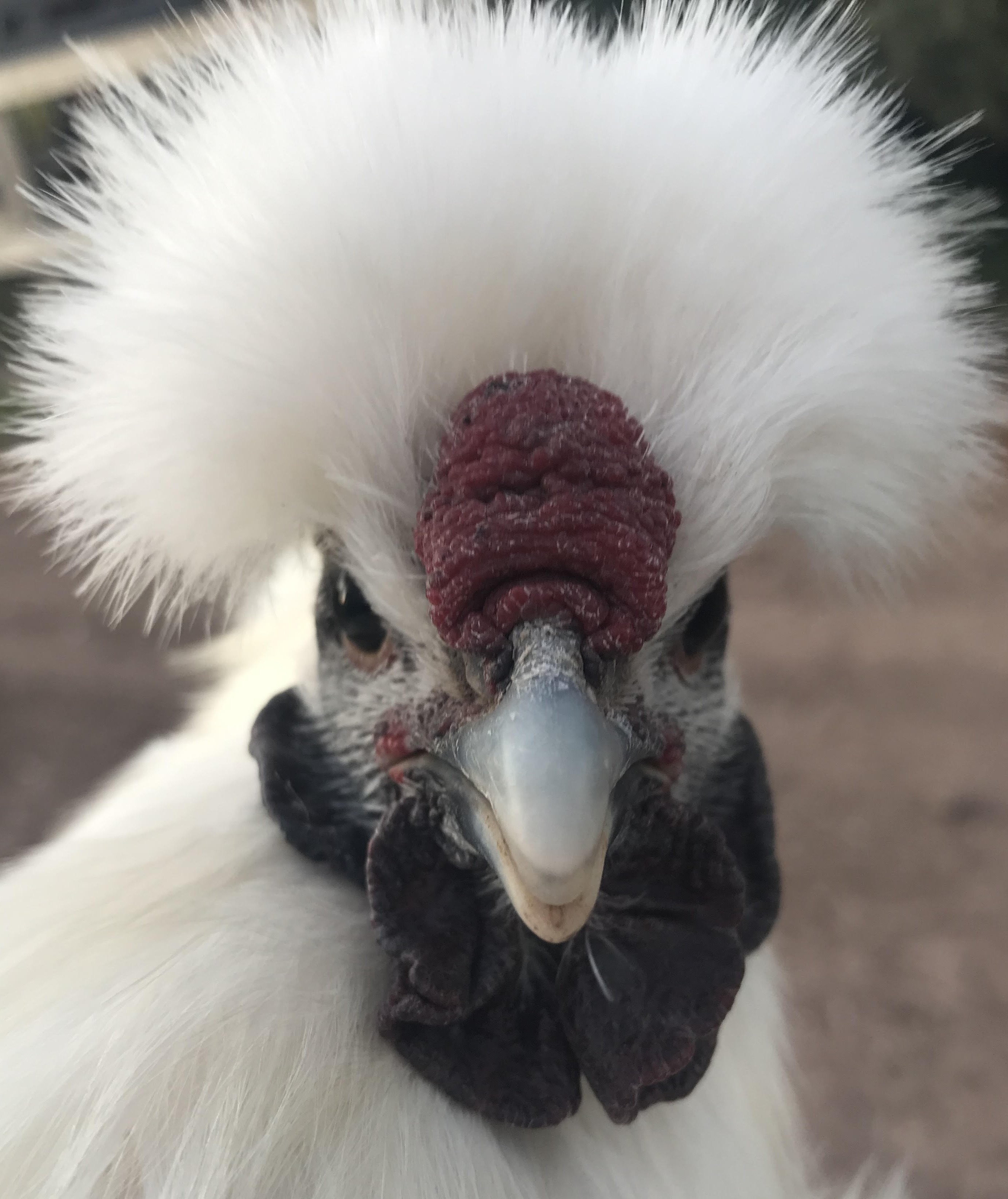 REMIS : Lot de 8 oeufs A INCUBER de POULE SOIE