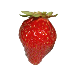 FRAISIERS CIRAFINE