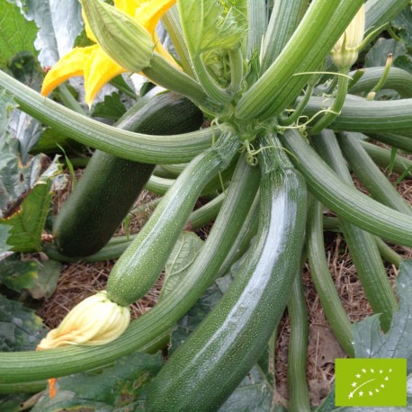 Courgette verte zuboda