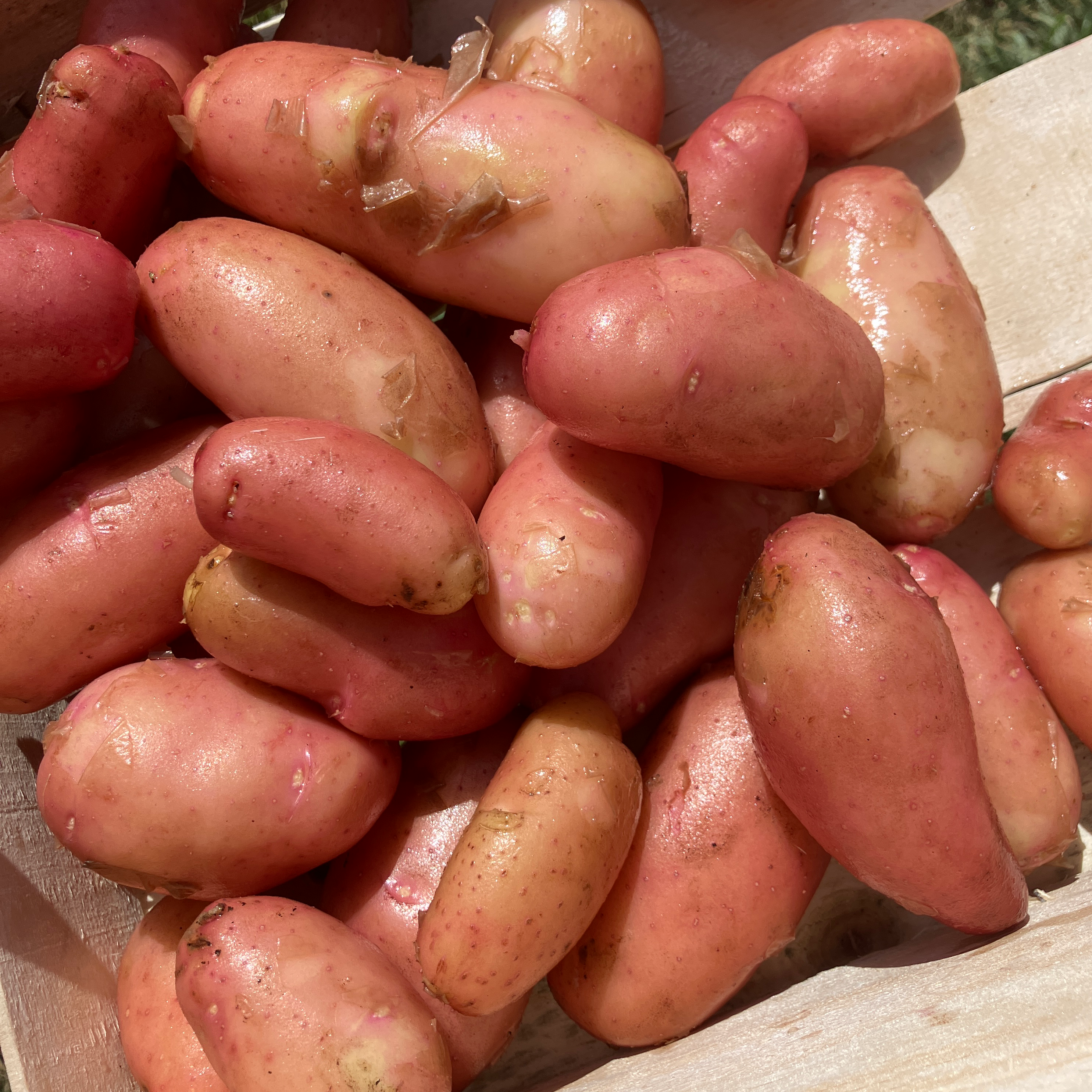 Patate Nouvelle