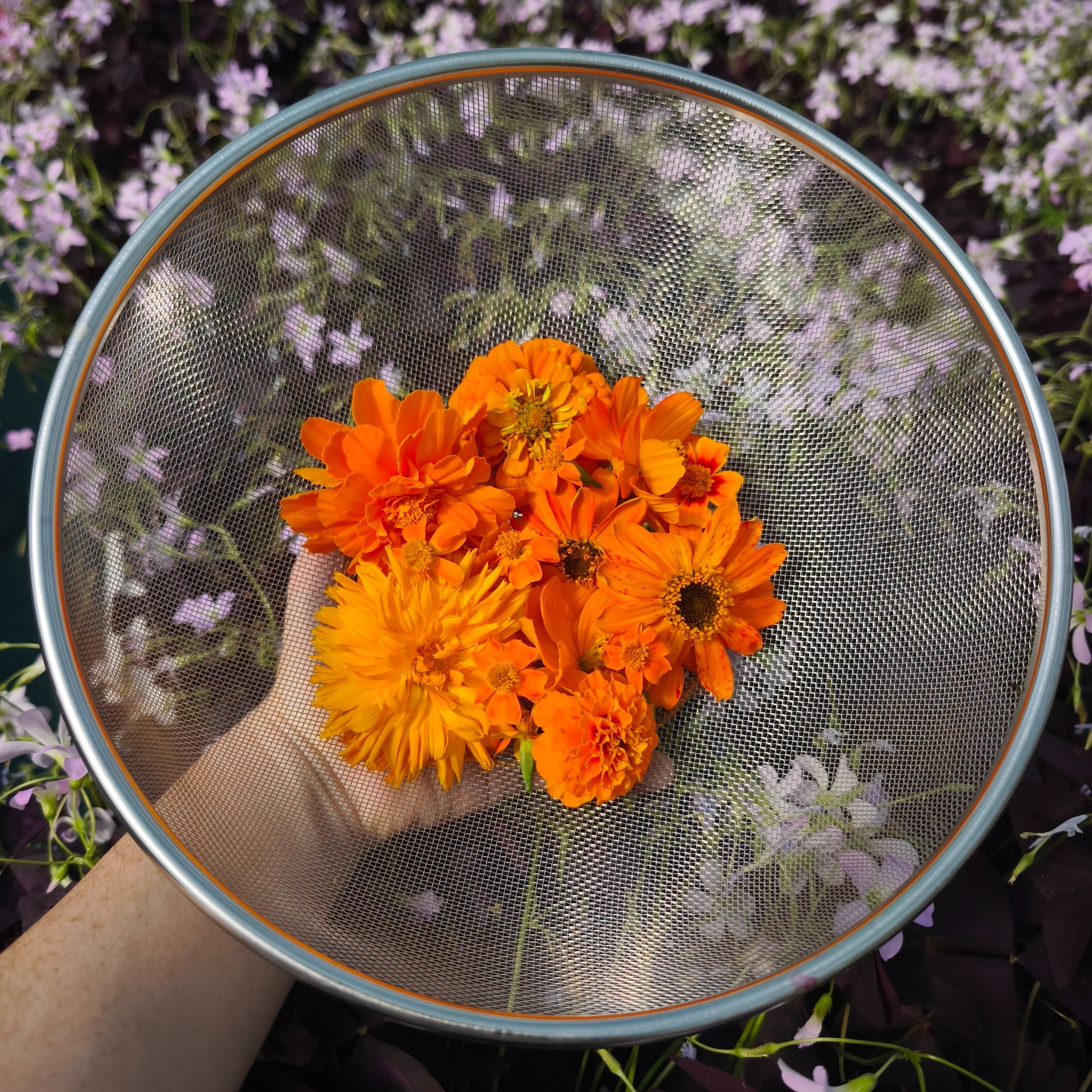 Pack Orange