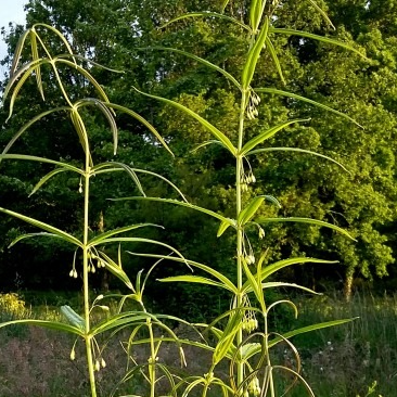 Polygonatum verticillatum 'Giant One'