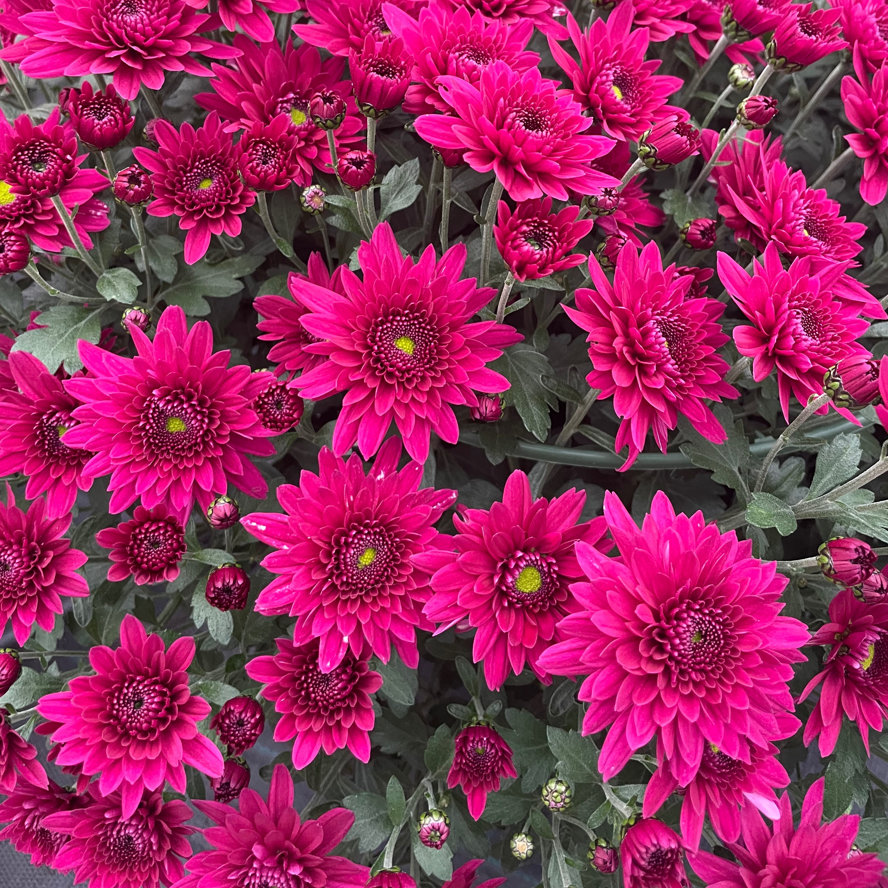 Chrysanthème Pablo Violet
