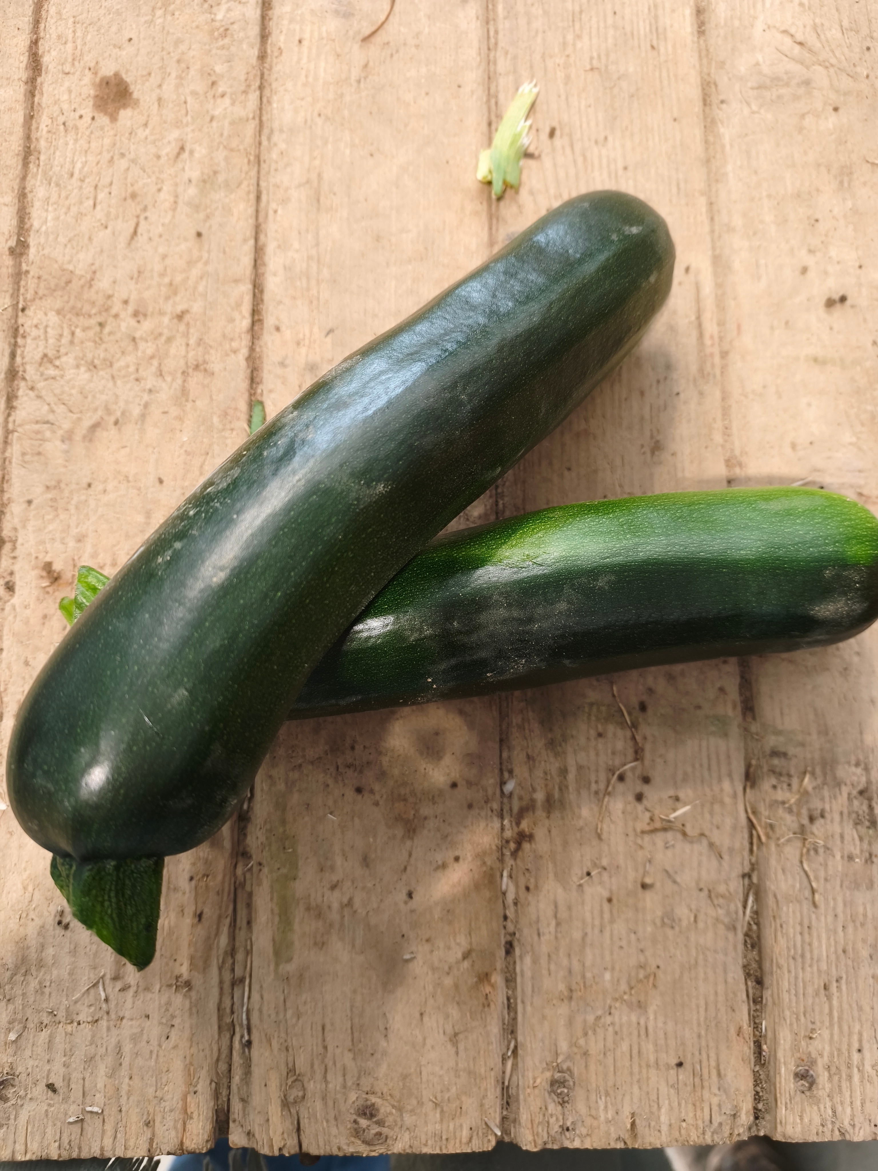Courgette verte 21-28