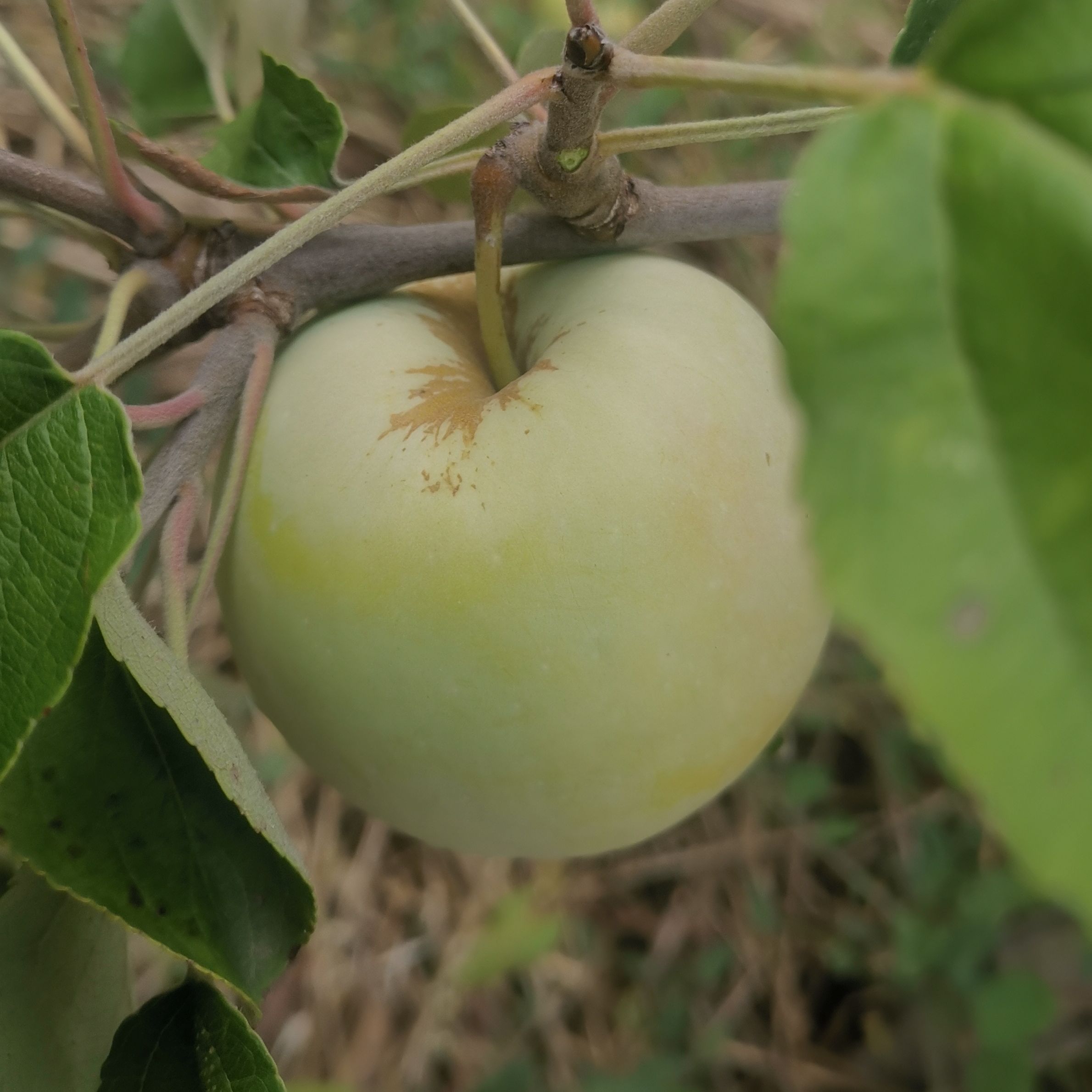 Citron – Franc