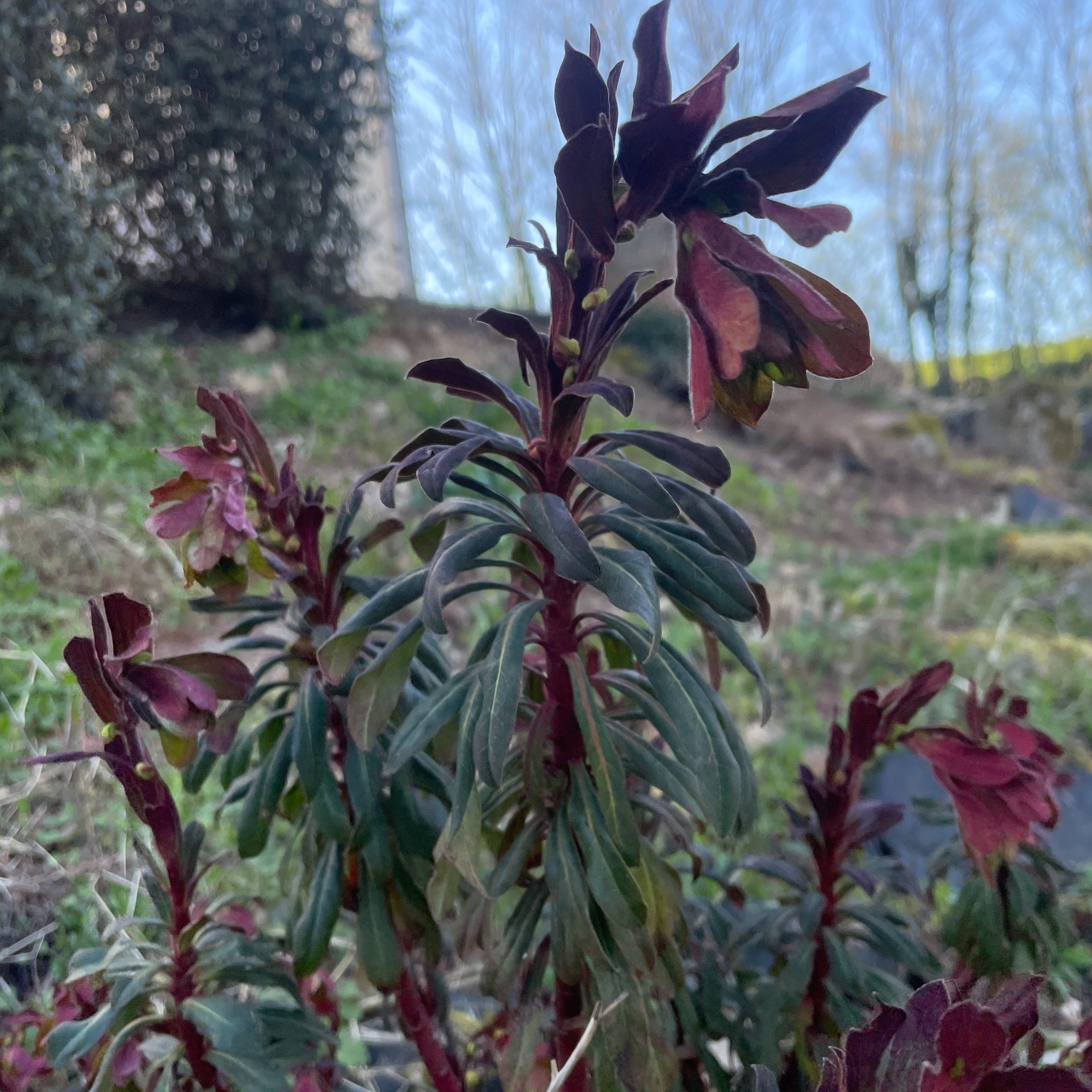 Euphorbia amygdaloides purpurea