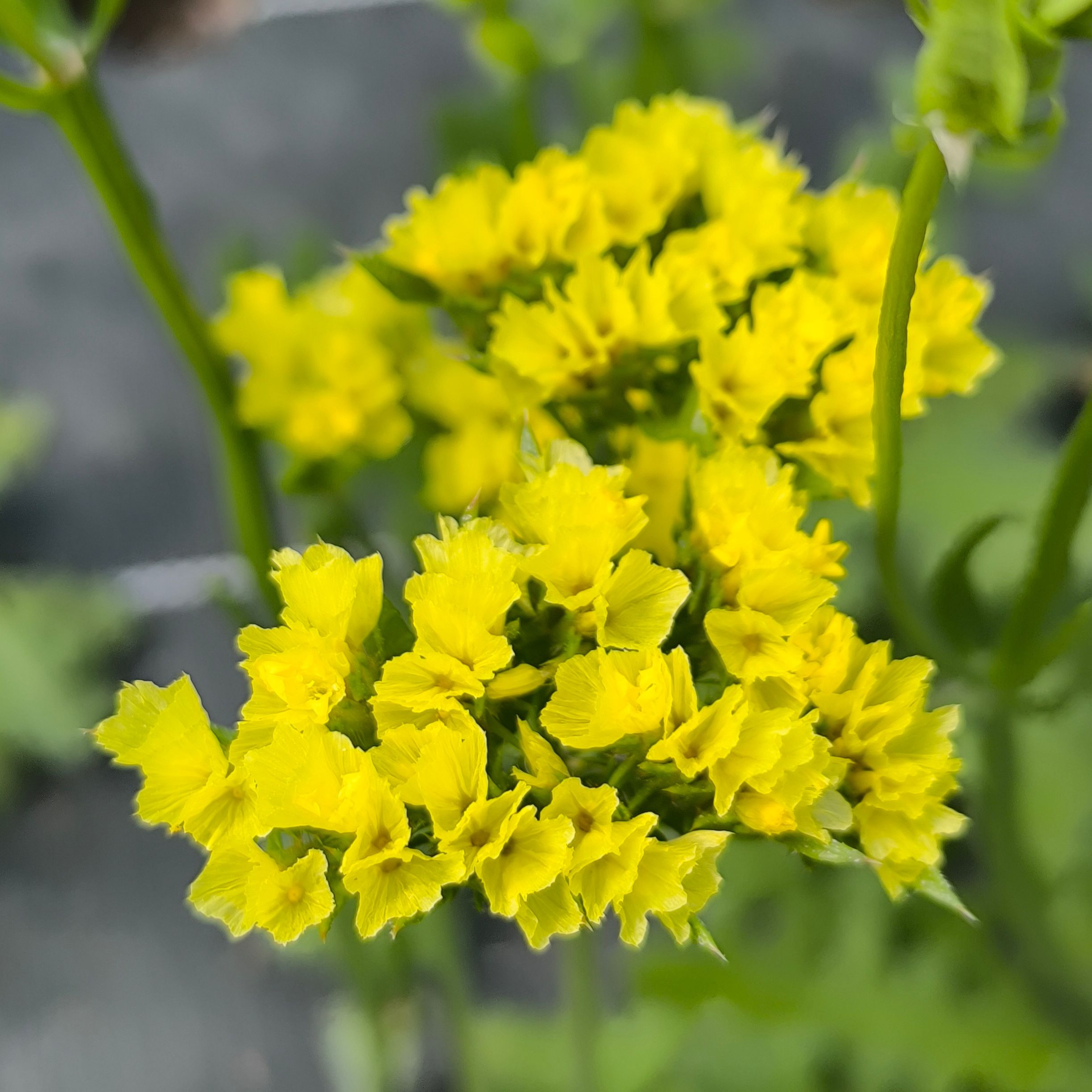 Statice jaune (botte de 10 tiges)