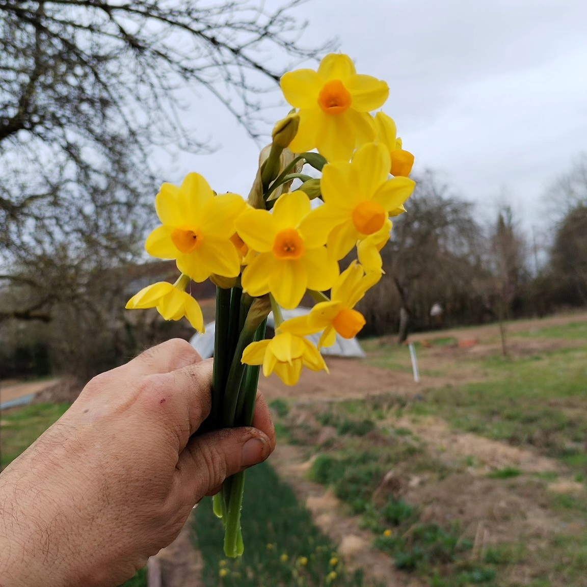 Petit bouquet printanier : narcisses /anémones mix