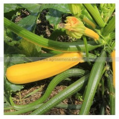Plant de Courgette jaune