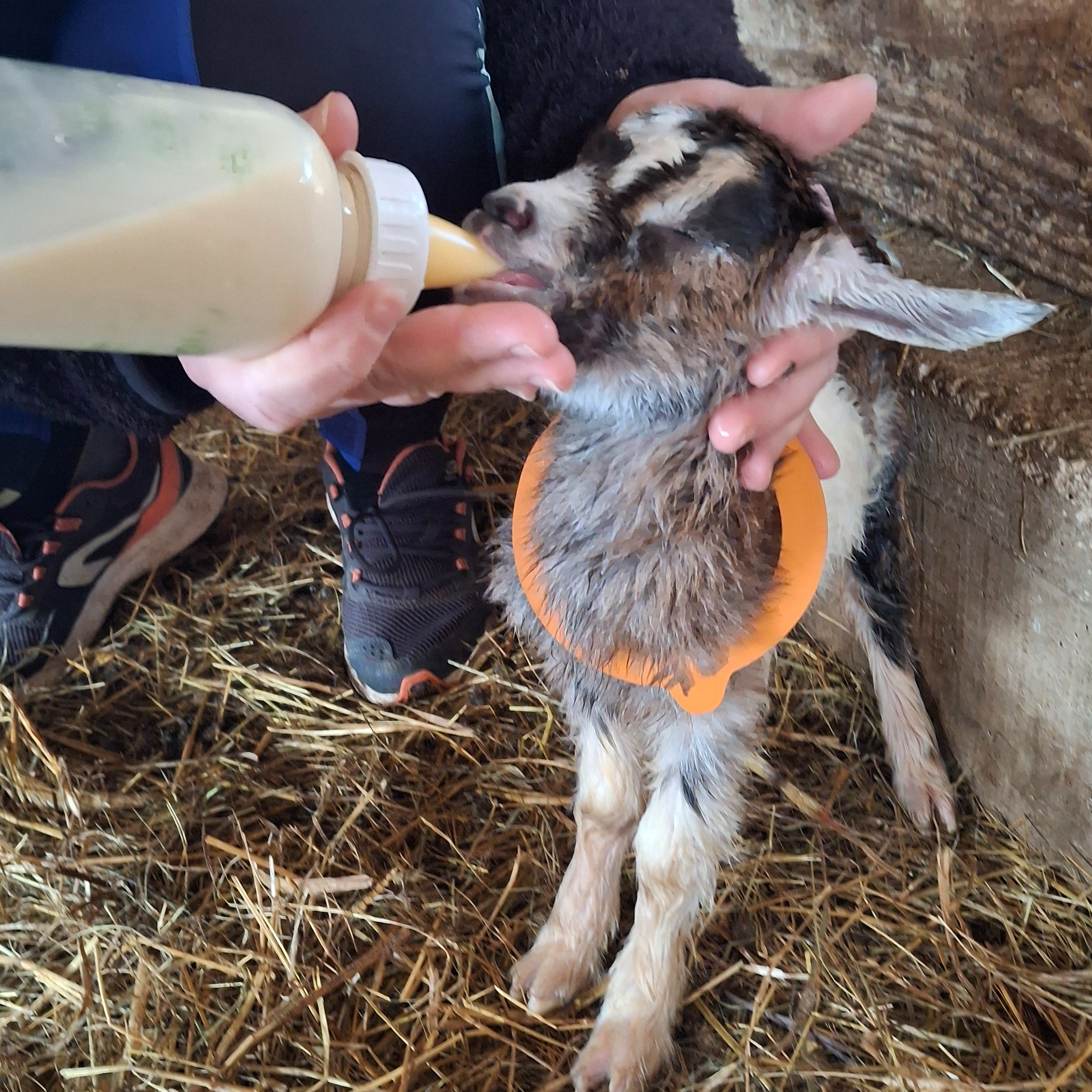 Biberonnage (prix par biberonneur)