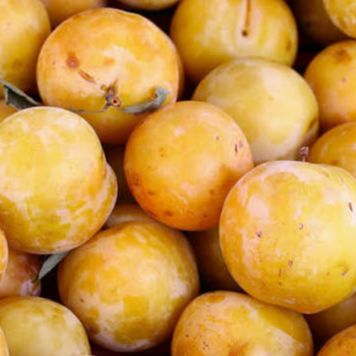 Prunier - Prunus domestica "Mirabelle de Metz"
