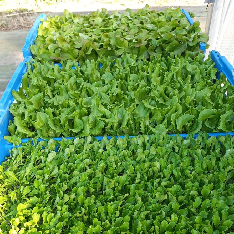 Salades à repiquer en mini-mottes à l'unité