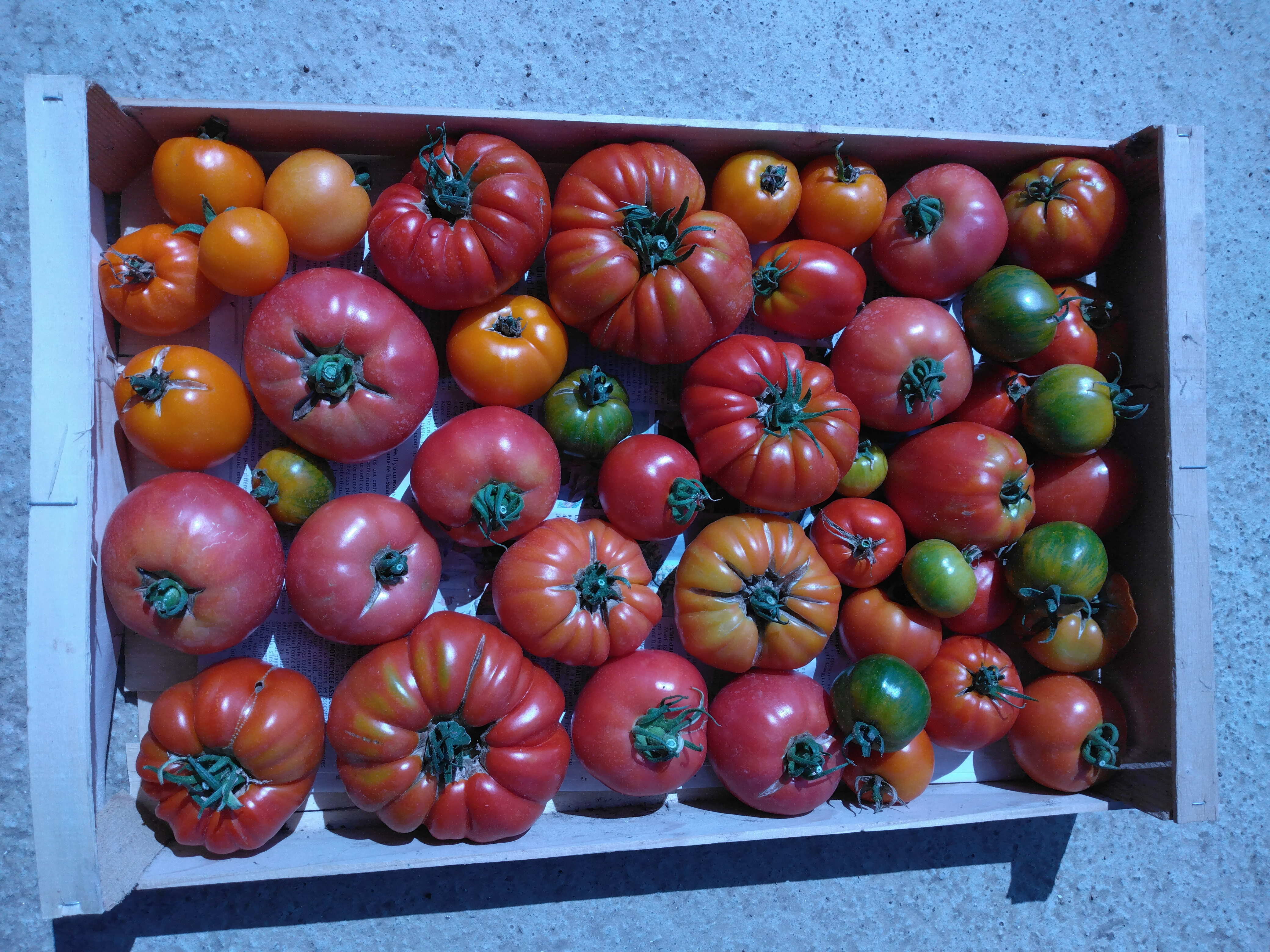 Tomates