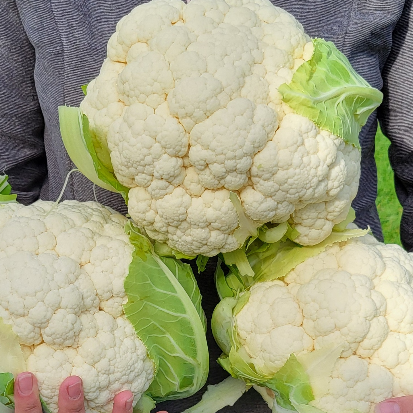 Chou fleur moyen calibre